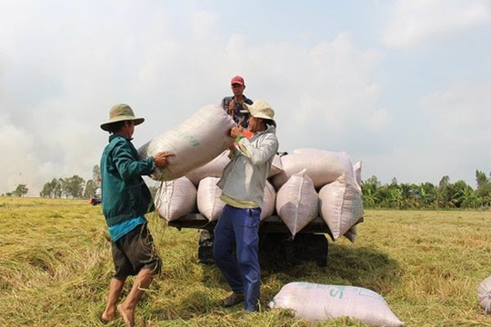 Khách hàng lớn ở Đông Nam Á có động thái mới sau 3 tháng cấm nhập khẩu gạo, Việt Nam đã thiệt hại bao nhiêu?