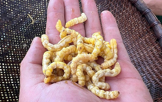 Đặc sản khiến nhiều người rùng mình nhưng 'đại bổ', giới sành ăn tranh nhau mua dù giá hơn 3 triệu đồng/kg