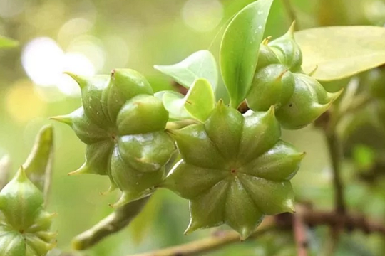 Việt Nam sở hữu loài hoa hiếm bậc nhất hành tinh, vừa thu về 53 triệu USD: Mỹ – Ấn Độ đặt mua dồn dập, nước ta có sản lượng đứng thứ 2 thế giới