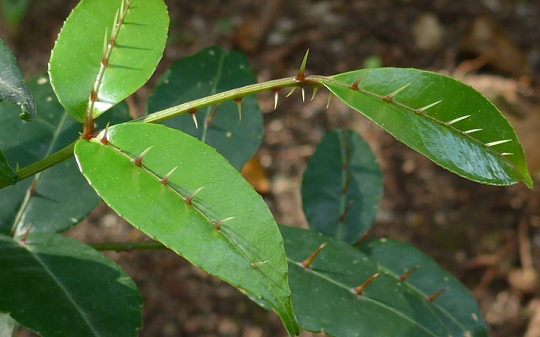 Cây dại khó nhớ tên ở Việt Nam sang nước ngoài lại là 'mỏ vàng': Chỉ hái lá non cũng kiếm được tiền