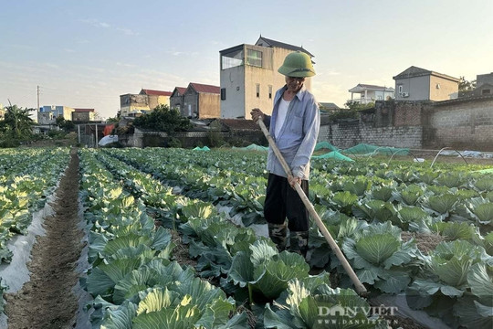 Dù mới vào mùa, nông dân Ninh Bình lãi đậm cả chục triệu đồng với rau vụ Đông, cách trồng kiểu gì mà ‘thần kỳ’ vậy?