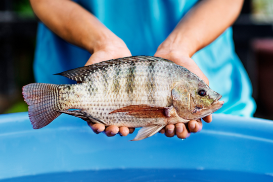 Cuba khai mở thành công 'kho báu' dưới nước nhờ Việt Nam, cứ mỗi kg tiết kiệm hơn 50.000 đồng