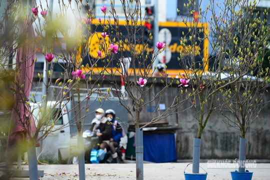 Tết còn xa, hoa mộc lan nhập khẩu đã 'len lỏi' ở chợ hoa Quảng An, giá tới 5 triệu đồng/cành vẫn hút khách