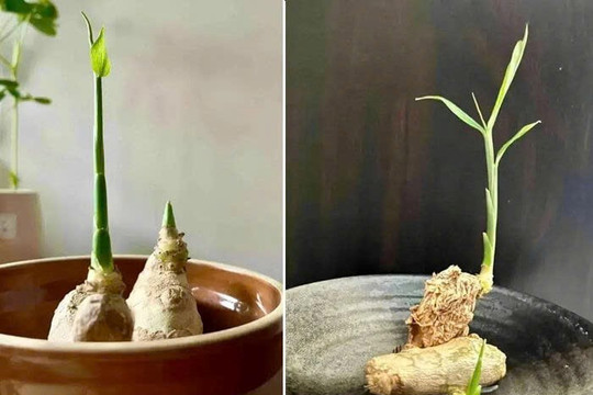 Thời điểm tốt nhất trồng chậu gừng đón tài lộc năm mới 2026