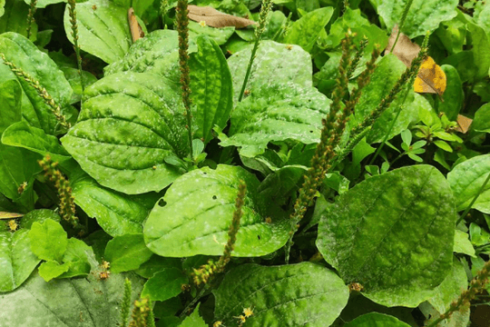 Loại cây mọc đầy ven đường ở Việt Nam được Trung Quốc gọi là 'cỏ tài lộc', giá bán tới 150.000 đồng/kg
