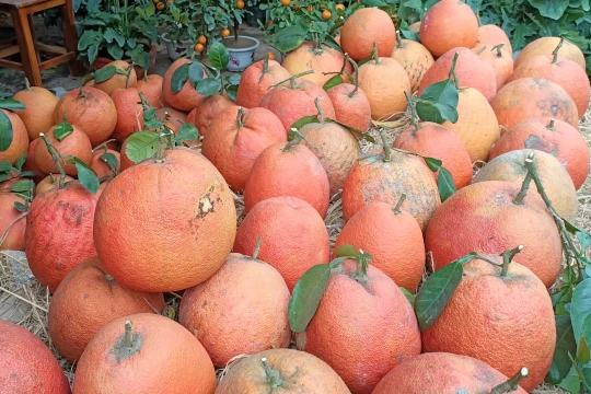 Giá bưởi đỏ tiến vua leo thang, xuất hiện phân khúc 'siêu giàu' chơi bưởi hữu cơ giá 2 triệu đồng/quả dịp Tết