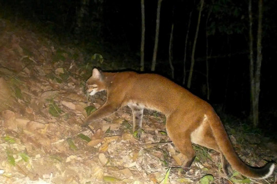 Việt Nam phát hiện beo lửa đặc biệt quý hiếm trong tự nhiên