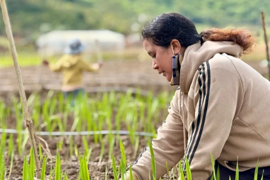 'Thủ phủ' hoa lay ơn lớn nhất cả nước sau lũ: Vun đất mà lòng nặng trĩu