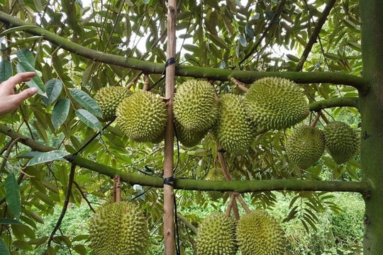 Từ 2026, mỗi quả sầu riêng sẽ có 'căn cước điện tử' riêng: Quét QR truy xuất toàn bộ hành trình