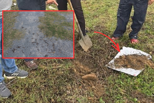 Đã tìm ra nguyên nhân giun chết la liệt trên đất ở Quảng Trị