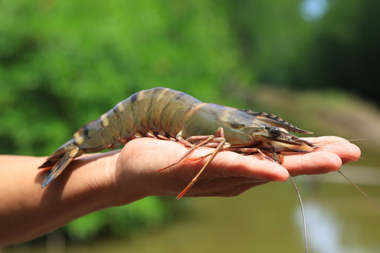 Tập đoàn Hà Lan hơn 100 năm tuổi cam kết chuyển giao công nghệ cho 'vua tôm' Minh Phú (MPC)