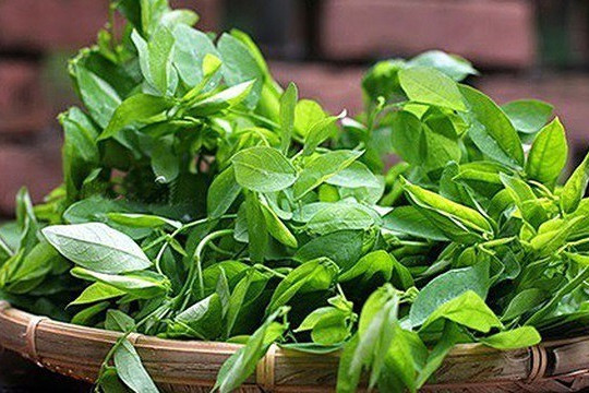 Loại rau ở Việt Nam ngày xưa mọc bờ rào, nay được xem là kho canxi, hàm lượng sắt còn hơn cả thịt bò