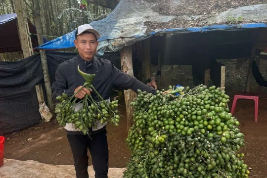 Động thái của thương lái Trung Quốc khiến giá cau tươi lao dốc