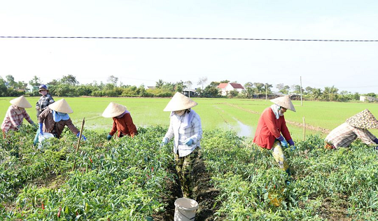 Hái tới đâu bán hết tới đó, loại quả ở Đồng Tháp giá tới 120.000 đồng/kg hút hàng mạnh, nông dân thu tiền triệu mỗi ngày