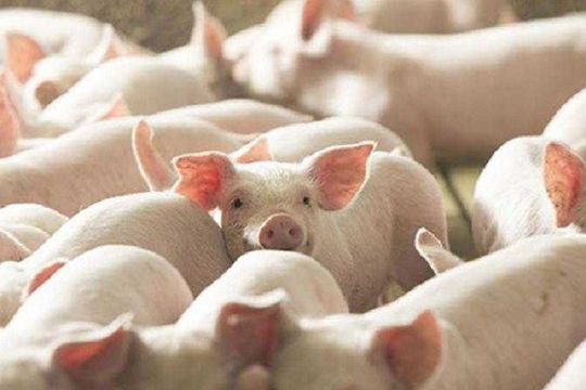 Giá heo hơi miền Bắc nhích lên, miền Nam tiếp tục 'neo' đáy 60.000 đồng/kg