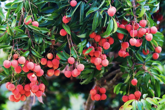 Kỳ tích: Israel trồng thành công vải thiều Việt Nam trên sa mạc, quả to, ngọt lịm, năng suất 25 tấn/ha