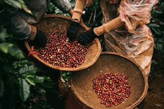 Việt Nam sở hữu một loại vàng đen được Đức 'mê như điếu đổ', chi tiền khủng để săn lùng