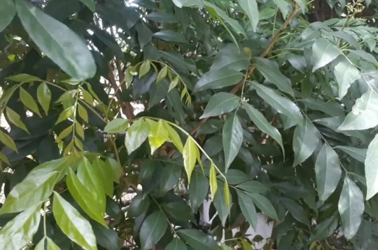 Từng rụng đầy gốc không ai nhặt, loại lá này nay thành hàng 'có giá', phơi khô tới 200.000/kg