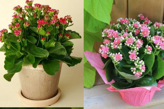 Người trồng cây thông minh chọn 4 'nhóm cây vàng' này để cải thiện sức khỏe và không gian sống