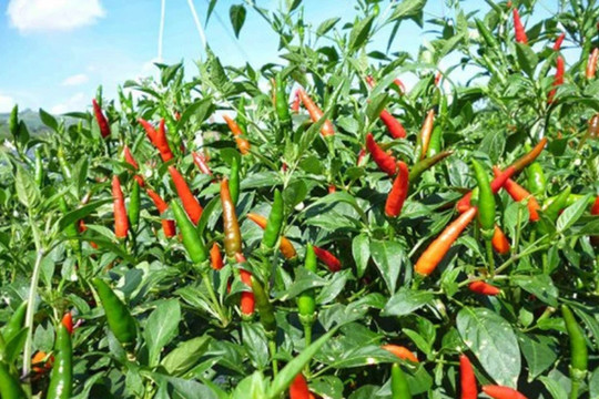 Điều gì khiến giá ớt chỉ thiên bất ngờ tăng vọt lên mức 90.000 đồng/kg vào dịp cuối năm?