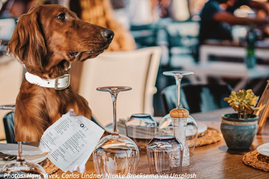 Nhà hàng gây tranh cãi vì cho chó ngồi ăn cùng bàn như con người