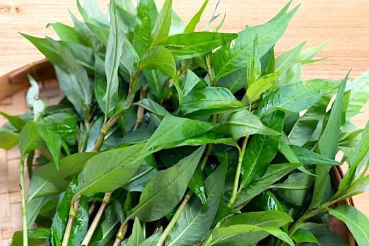 Loại rau ăn kèm quen thuộc của người Việt là bài thuốc quý chữa bách bệnh