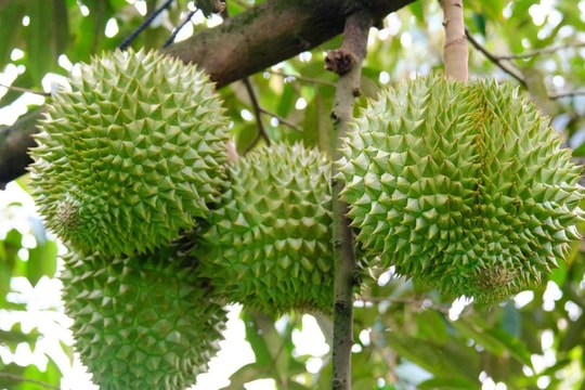 'Vương quốc Musang King' chi tiền gấp 5 lần mua sầu riêng Việt