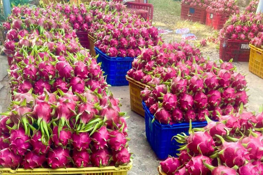 Loại quả từng vứt bỏ đầy gốc nay bất ngờ đem lại tiền triệu cho nông dân