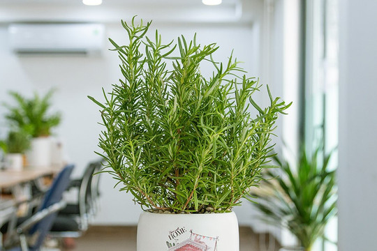 Năm 2026, chọn cây cảnh nào để vừa hút tài lộc, vừa thanh lọc không khí cho không gian sống