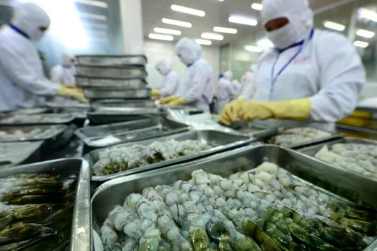 Yêu cầu tôm Việt xuất châu Âu phải 'ngất hoàn toàn'