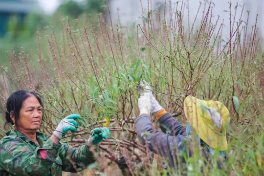 ‘Thủ phủ’ trồng đào xứ Thanh thay áo mới chuẩn bị đón Tết
