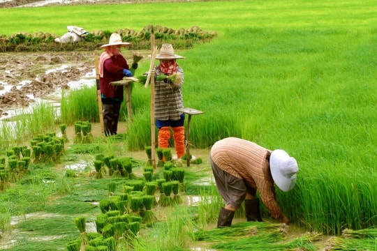 Động thái mới nhất từ khách hàng số một của gạo Việt Nam