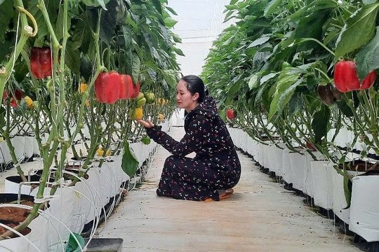 Nông dân Lâm Đồng trồng thứ quả bằng nắm tay bán 60.000 đồng/1kg, mỗi năm nhẹ nhàng ‘đút túi’ nửa tỷ nhờ bí quyết 'vàng' lần đầu nói tại chính vườn nhà