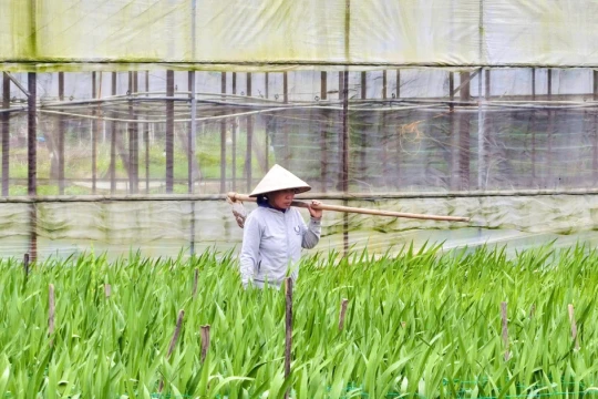 Mưa lạnh, gió mạnh, làng hoa lay ơn 'nín thở' chờ Tết