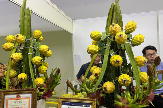 Loại quả đắt nhất thế giới được Việt Nam trồng chưa đầy 10 tháng đã thu hoạch: Vàng ươm, ăn ngọt nhẹ, nông dân bán giá 300.000 đồng/1kg vẫn 'tranh nhau' mua