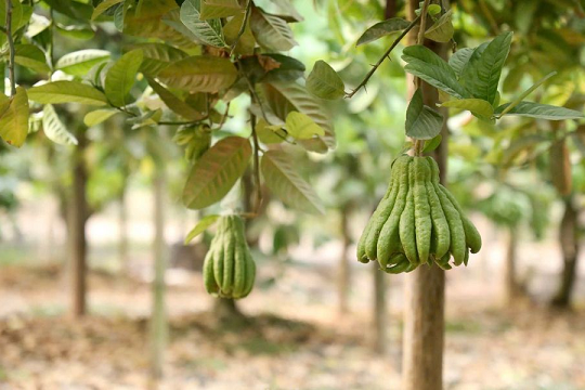 Giá bán tới 500.000 đồng/kg, loại quả này được săn đón mạnh dịp Tết, nông dân khấm khá