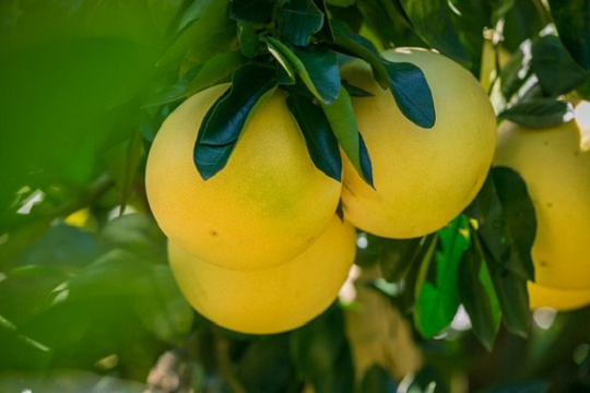 Ăn quanh năm không để ý, loại quả này của Việt Nam đứng thứ 9 trong top trái cây tốt nhất thế giới: Bán đầy chợ, giá ai cũng mua được