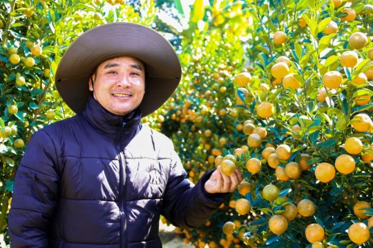 Quất Tết trúng mùa, nhà vườn dồn dập chốt đơn