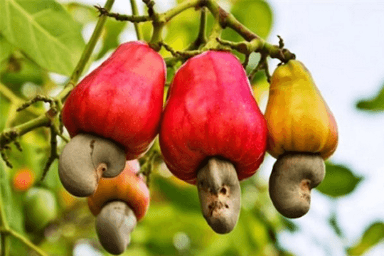 Loại 'hạt vạn người mê' của Việt Nam lập kỷ lục chưa từng có, lần đầu vượt mốc 5 tỷ USD: Trung Quốc vượt Mỹ, trở thành thị trường số 1