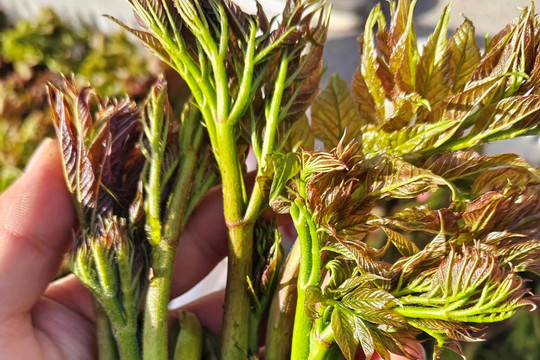 Loại rau rừng bổ tựa nhân sâm được săn lùng khắp châu Á, hóa ra mọc dại đầy ở Việt Nam