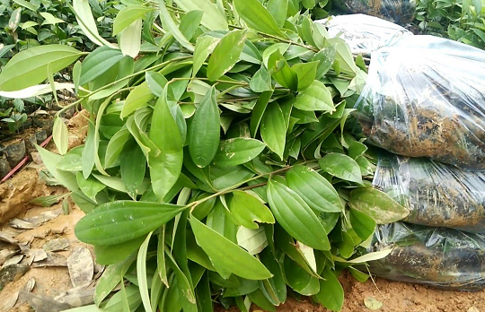 'Vàng xanh' vùng núi lập kỷ lục xuất khẩu: Nước ta bỏ túi hơn 300 triệu USD năm 2025, là loại cây gia vị từ vỏ đến lá đều 'hái ra tiền'