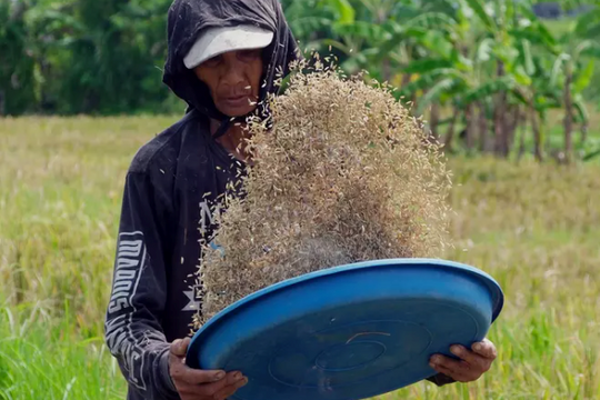 Chặn đường mua gạo Việt Nam, nền kinh tế lớn nhất Đông Nam Á tiến tới cột mốc lịch sử