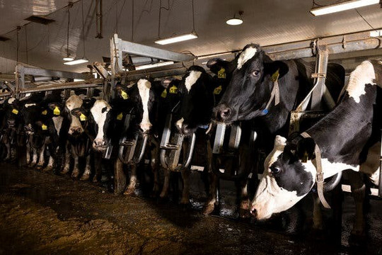 Nhiều chủng cúm gia cầm gây lo ngại lớn trong giới khoa học