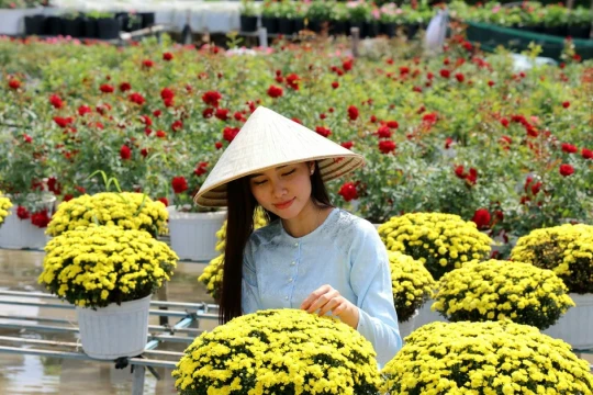Nhộn nhịp làng hoa, cây cảnh lớn nhất miền Tây