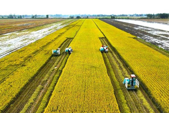 Sản xuất lúa chất lượng cao gắn với giảm phát thải vượt tiến độ đề ra