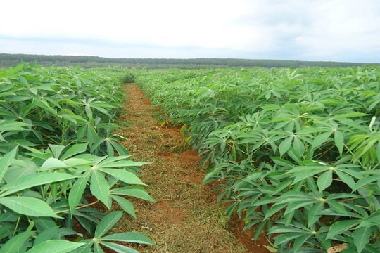 Không phải sầu riêng hay gạo, Trung Quốc liên tục săn lùng 'mỏ vàng dưới lòng đất' của Việt Nam: Thu mua gần hết sản lượng, nước ta xuất khẩu top đầu toàn cầu