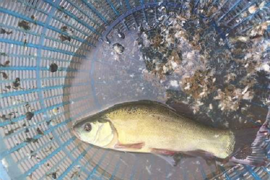 Loại cá 'khó nuôi, khó mua' giá tới 200.000 đồng/kg được săn lùng vì thịt ngọt, ít xương, nghe tên đã thấy 'thơm'