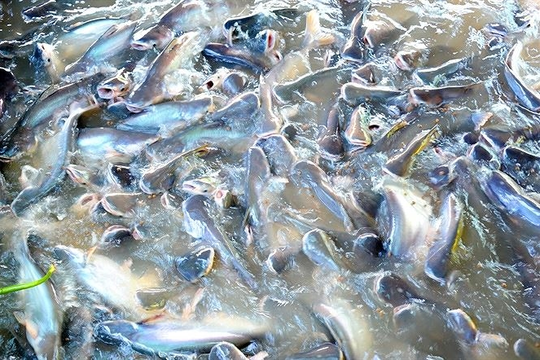 Cả thế giới tranh nuôi, Việt Nam vẫn thắng lớn với đặc sản tỷ đô vừa thu về gần 2,2 tỷ USD, Trung Quốc - Brazil ráo riết 'săn lùng'