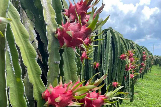 Thanh long nghịch vụ tăng giá mạnh, nhà vườn phấn khởi 'bỏ túi' tiền triệu mỗi ngày