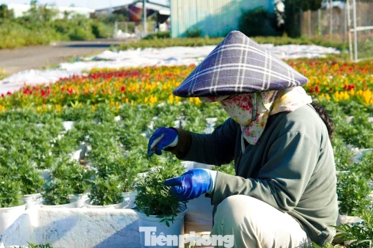 Nông dân 'ém' hàng chờ giá hoa Tết tăng